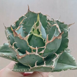 S311 特選 アガベ agave チタノタ 牡丹葉 白鯨 短葉強棘 丸葉 包葉 極上株の画像1