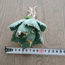 S322 特選 アガベ agave チタノタ 牡丹葉 白鯨 短葉強棘 丸葉 包葉 極上株_画像6