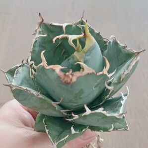 S322 特選 アガベ agave チタノタ 牡丹葉 白鯨 短葉強棘 丸葉 包葉 極上株の画像4