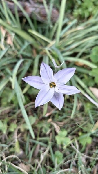 ★無農薬・自宅にて増えた花ニラです★大小込み球根３０個お送りします★