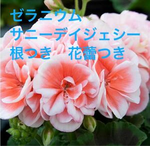 お値下げ　ゼラニウム　サニーデイジェシー　根つき　花蕾つき