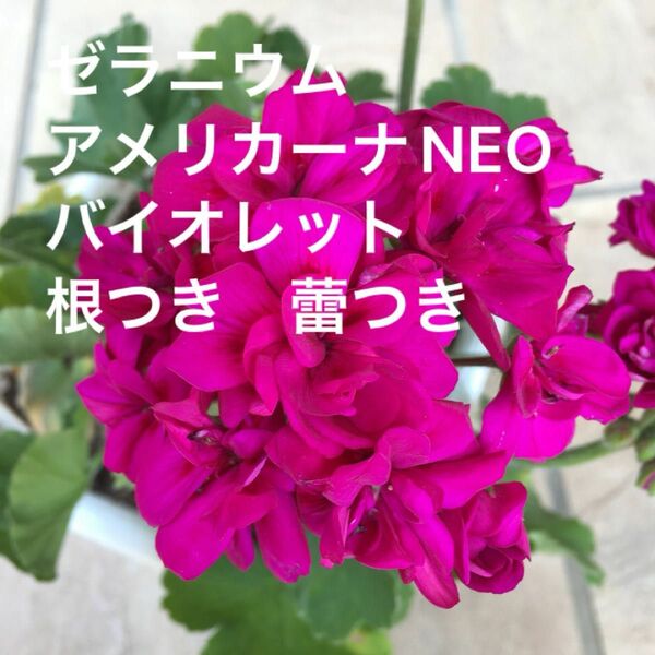 ゼラニウム　アメリカーナNEO バイオレット　根つき　蕾つき