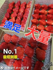 ☆プレミアム　ベリ～農園直送★最速お届け《約3～4L玉》絶対新鮮!まとめ買いお得！一番売れてます