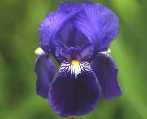 ２ ジャーマンアイリス 超早咲き紫 あやめ似 根茎 ３芽 球根 お芋 紫 早咲き 【栽培法伝授】 