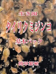 タイリクミジンコ　基本パック　タネ用　めだか等のエサに最適　GWも推しクーポン