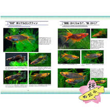 五式、紅薊、乙姫　ブラックリムを持つメダカ Medaka Pro File 別冊Vol.3 (2024年1月発売)_画像4