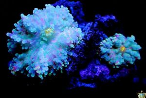 $Neptune$ *2 sheets attaching * Bubble disk coral : Rainbow series [ coral ][ aqua ][ aquarium ]