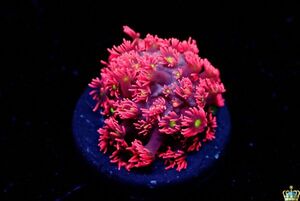 $Neptune$ * beautiful individual * is length coral : pink : yellow core [ coral ][ aqua ][ aquarium ]