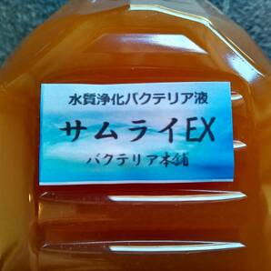 【バクテリア本舗 本店】サムライEX [1.5L]高濃度水質浄化バクテリア液(らんちゅう,めだか,グッピー,金魚,錦鯉,シュリンプ,熱帯魚,海水魚）の画像2