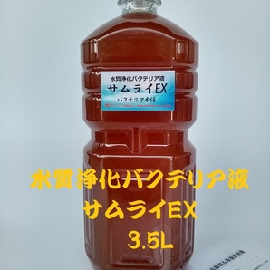 【バクテリア本舗 製造元】サムライEX [3.5L]高濃度水質浄化バクテリア液(らんちゅう,めだか,グッピー,金魚,錦鯉,シュリンプ,海水魚）の画像1