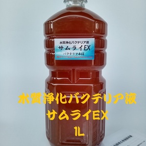 【バクテリア本舗 本店】サムライEX [1L]高濃度水質浄化バクテリア液(らんちゅう,めだか,グッピー,金魚,錦鯉,シュリンプ,熱帯魚,海水魚）の画像1