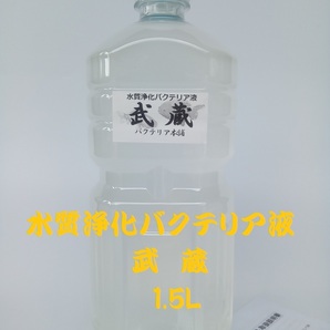 【バクテリア本舗 本店】武蔵 [1.5L]高濃度水質浄化バクテリア液(らんちゅう,めだか,グッピー,金魚,錦鯉,シュリンプ,熱帯魚,海水魚）の画像1