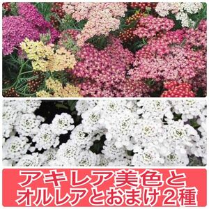 宿根アキレア美色混合20粒とオルレア10粒と2種類の植物の種のおまけつきです