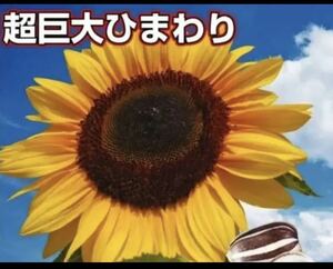 巨大ひまわりタイタン5粒と2種類の植物の種のおまけ付き！