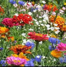 夏咲き切花ミックス400mgと2種類のおまけの種_画像1