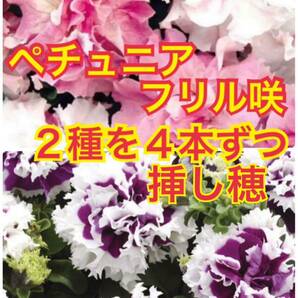 フリフリが可愛いペチュニア　2種を4本ずつ　全部で8本の挿し穂です！