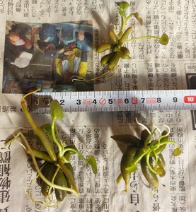 水草　バナナプラント　3株　F