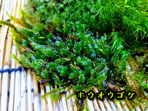 苔テラリウム初めての方へ　最適の苔１５種セット【飛騨苔の家】_画像10