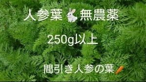 人参葉 無農薬　250ｇ以上