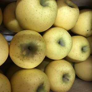 青森県産りんご「シナノゴールド」家庭用 約10kg(5kg×2箱)【フルーツキャップ】の画像2