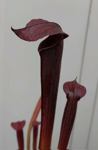【食虫植物】☆サラセニア　ルブラ　ガルフエンシス レッド ☆ Sarracenia rubra ssp. gulfensis f. red ☆ ②