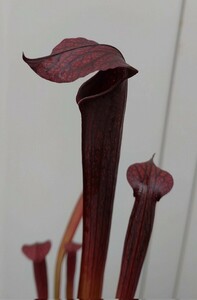 【食虫植物】☆サラセニア　ルブラ　ガルフエンシス レッド ☆ Sarracenia rubra ssp. gulfensis f. red ☆ ③