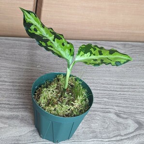 ★yuki★アグラオネマ ピクタム トリカラー  ニルバーシュAglaonema pictum NIRVASHの画像4