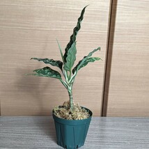 ★yuki★アグラオネマ ピクタム 　シボルガ産Aglaonema pictum　multi-color　Sibolga _画像7