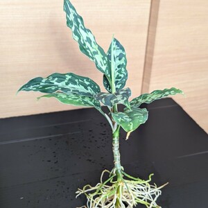 ★yuki★アグラオネマ ピクタム 　シボルガ産Aglaonema pictum　multi-color　Sibolga 