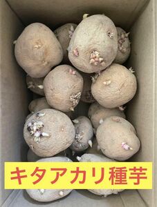 北海道産 じゃがいも 種芋 キタアカリサイズ 2L 2.5kg前後