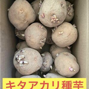 北海道産 じゃがいも 種芋 キタアカリサイズ 2L 2.5kg前後