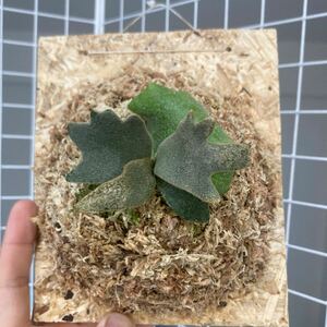 P.willinckii 'Bacteria' spored ① 板付品　ウィリンキーバクテリア　ビカクシダ