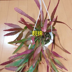 カット苗2本★リプサリス ラムローサ★カット苗 2枚 挿し葉 ★観葉植物 ★ピンク 多肉植物