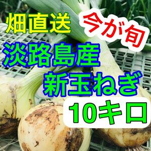 甘くてやわらかい【淡路島産】新玉ねぎ　10kg