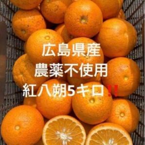 広島県産農薬不使用訳あり紅八朔5キロ