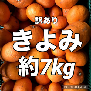 訳あり　きよみ　清美オレンジ　約7kg　愛媛県産　商品説明お読みください　みかん