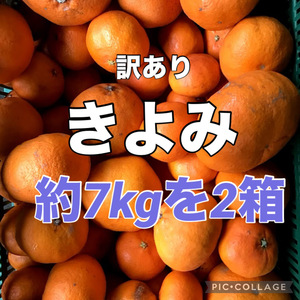 ①訳あり　きよみ　清美オレンジ　約7kgを２箱　合計14ｋｇほどです　愛媛県産　商品説明お読みください