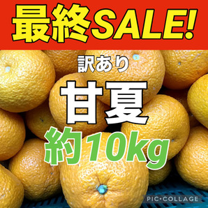 最終便② 箱込み重量約10kg 訳あり 甘夏 愛媛県産 みかん 地域限定配送です 商品説明お読みくださいの画像1