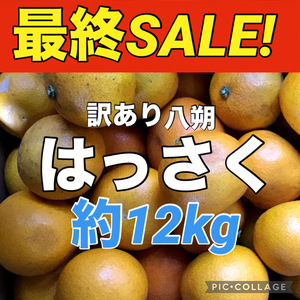 ①最終便　箱込み重量約12kg　訳あり　八朔　はっさく　ハッサク　愛媛県産　みかん　地域限定配送です　商品説明お読みください