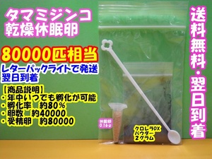 【送料無料】【レターパックライトで発送】◆激安◆タマミジンコ乾燥休眠卵◆約４００００粒◆約８００００匹・0.16ｇ◆培養キット◆ 