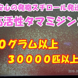 ◆激安◆【高活性タマミジンコ】◆１０グラム以上◆【３００００匹以上】使い切り商品◆ の画像1