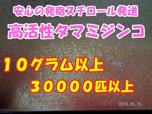 ◆激安◆【高活性タマミジンコ】◆１０グラム以上◆【３００００匹以上】使い切り商品◆ 