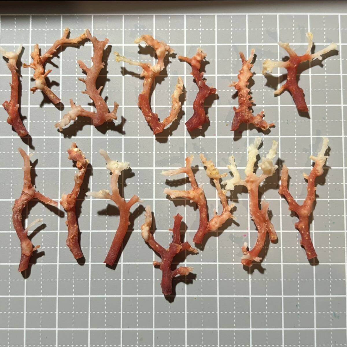 《Coral rojo⑩》 Coral rojo Rama de tronco de coral Coral Estatuilla de coral Piezas sueltas Espécimen Concha marina Espécimen Amuleto de coral rojo Amuleto hecho a mano, antiguo, recopilación, ciencia, Naturaleza, otros