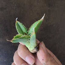 【AGAVE TITANOTA ノーネームブツブツ】アガベ　チタノタ　子株_画像5