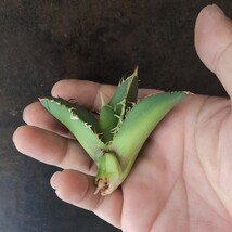 【AGAVE TITANOTA　fo76】アガベ　チタノタ　子株_画像5
