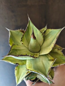 【AGAVE TITANOTA 黒桃覆輪斑】スペード斑入り　アガベ　チタノタ　子株