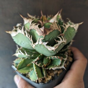 【AGAVE TITANOTA LIZE産 皇冠】アガベ チタノタ 子株 キング クラウンの画像1