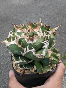 【AGAVE TITANOTA　LIZE産　皇冠】アガベ　チタノタ　子株　キング　クラウン