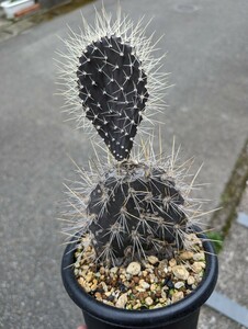 【ガラパゴス団扇　 黒肌白刺】opuntia ガラパゴスウチワ　サボテン　garapageia　ウチワサボテン 鉢ごと発送