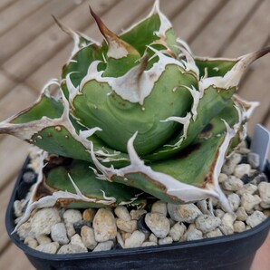 【AGAVE TITANOTA ノーネームブツブツ】アガベ チタノタ 子株の画像3